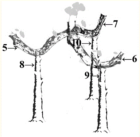 Appreciating landscape pavilion type tree crown modeling method