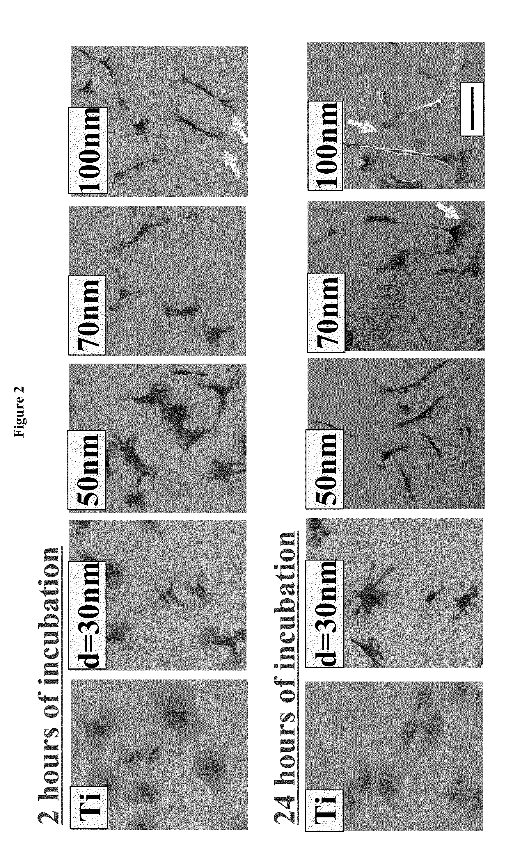 Articles comprising nano-materials for geometry-guided stem cell differentiation and enhanced bone growth