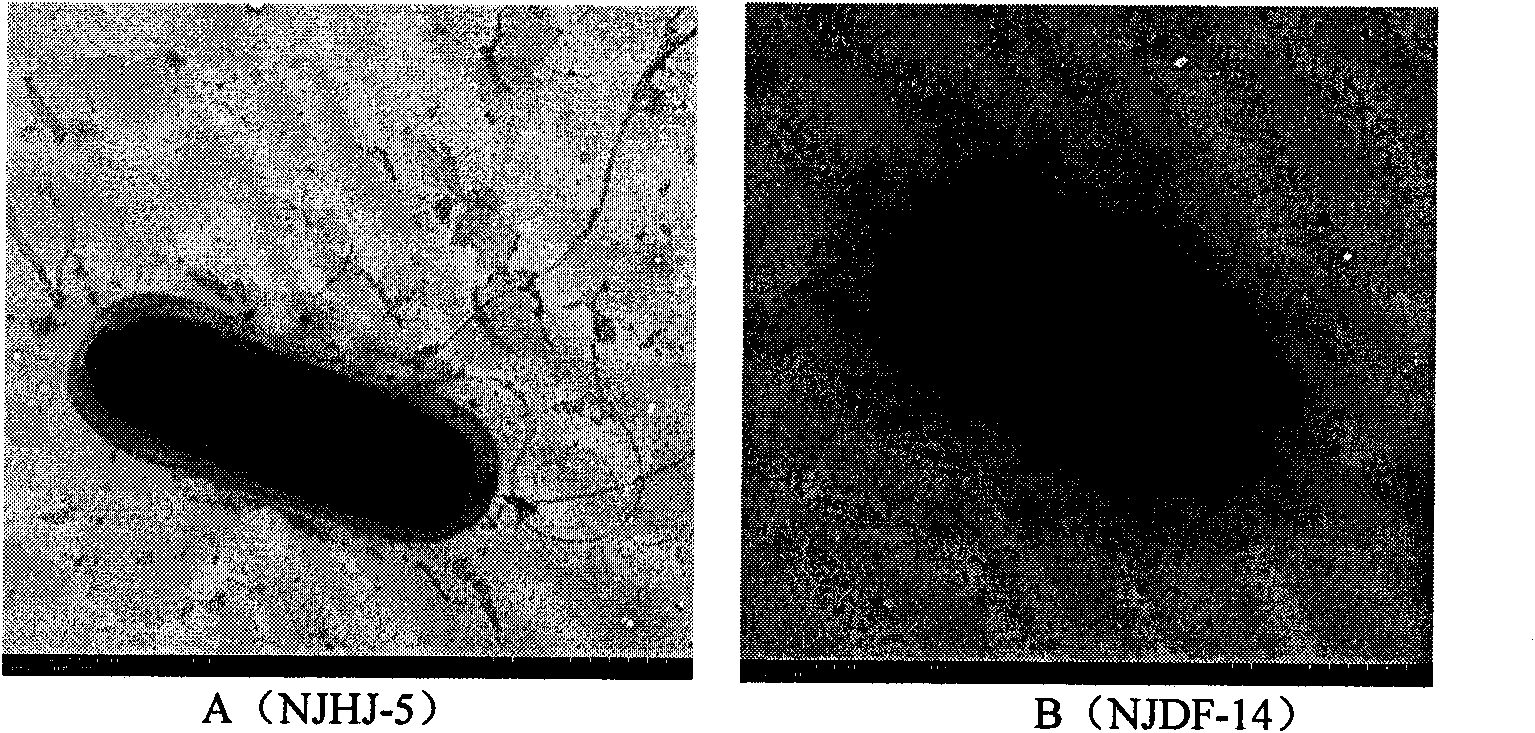 Antagonistic bacteria for preventing and eliminating greensickness of continuous cropping cotton and microbial organic fertilizer thereof