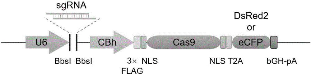 Cell line gene knock-out method for obtaining large fragment deletion through CRISPR/Cas9 system
