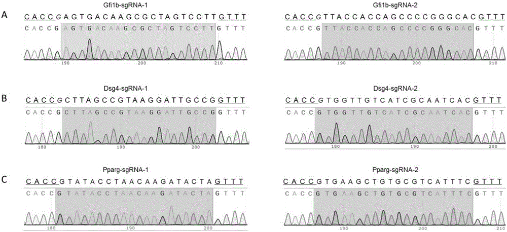 Cell line gene knock-out method for obtaining large fragment deletion through CRISPR/Cas9 system