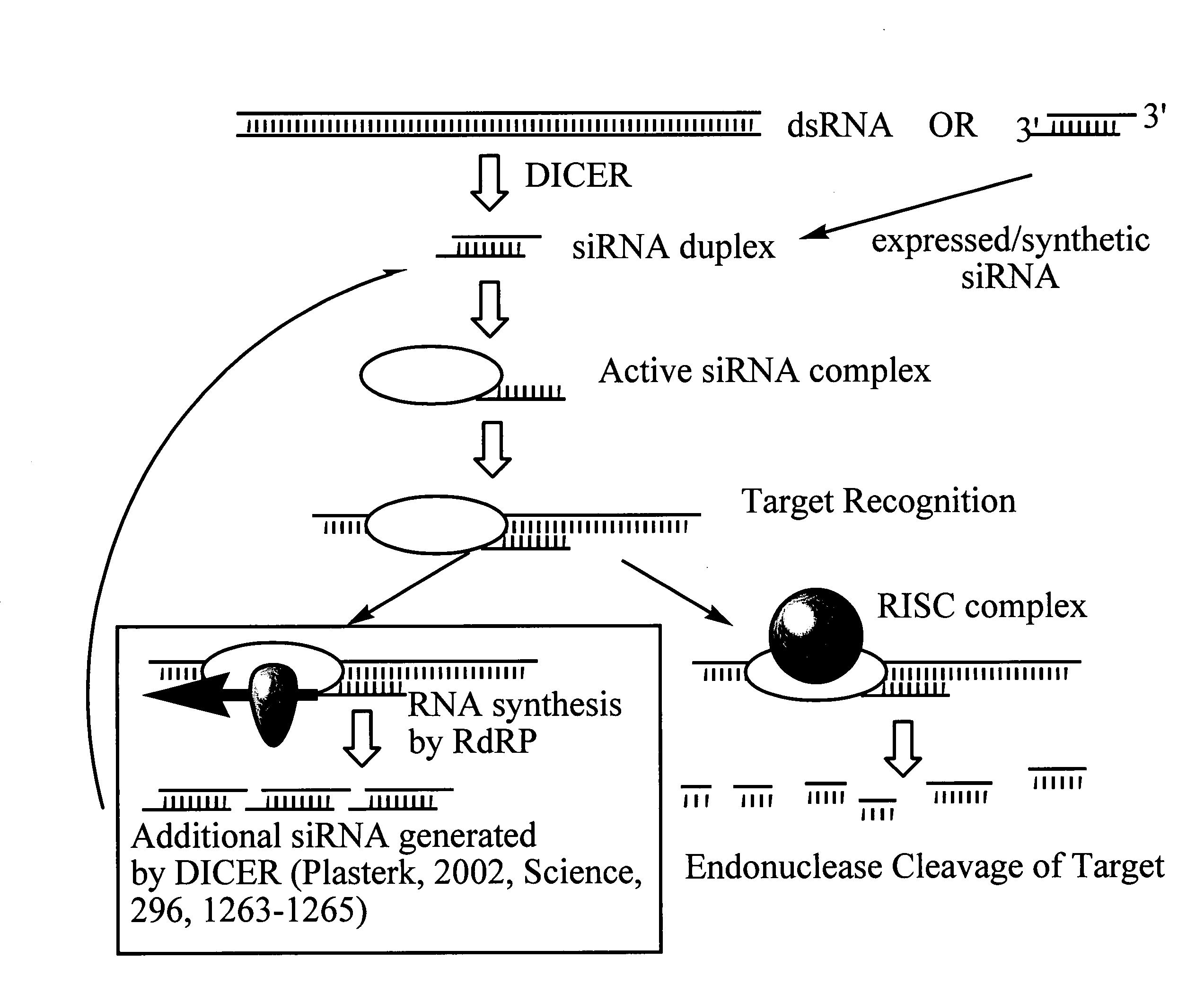 RNA interference mediated inhibition of sterol regulatory element binding protein 1 (SREBP1) gene expression using short interfering nucleic acid (siNA)