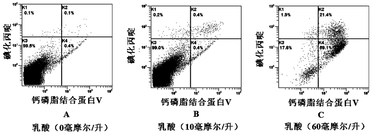 B-lymphoblastoid model induced by lactic acid to differentiate epithelioid cells and its construction and application