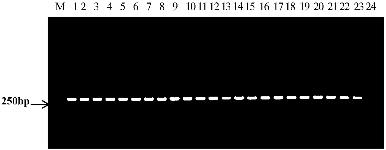 PCR (Polymerase Chain Reaction) primer and method for identifying different subgroups of bacterial fruit blotch of melons