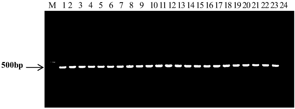 PCR (Polymerase Chain Reaction) primer and method for identifying different subgroups of bacterial fruit blotch of melons