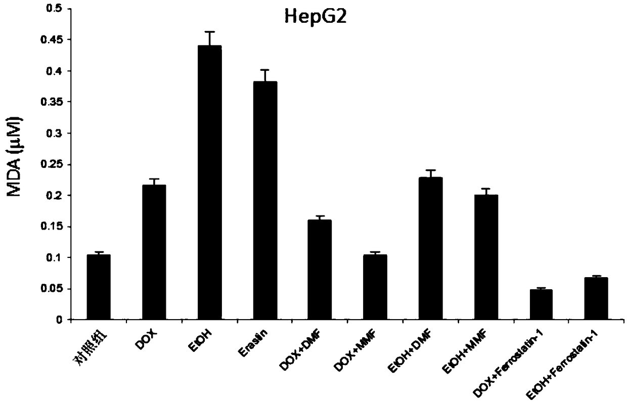 Application of fumarate and pharmaceutically acceptable salt thereof in preparation of medicines for ferroptosis related diseases