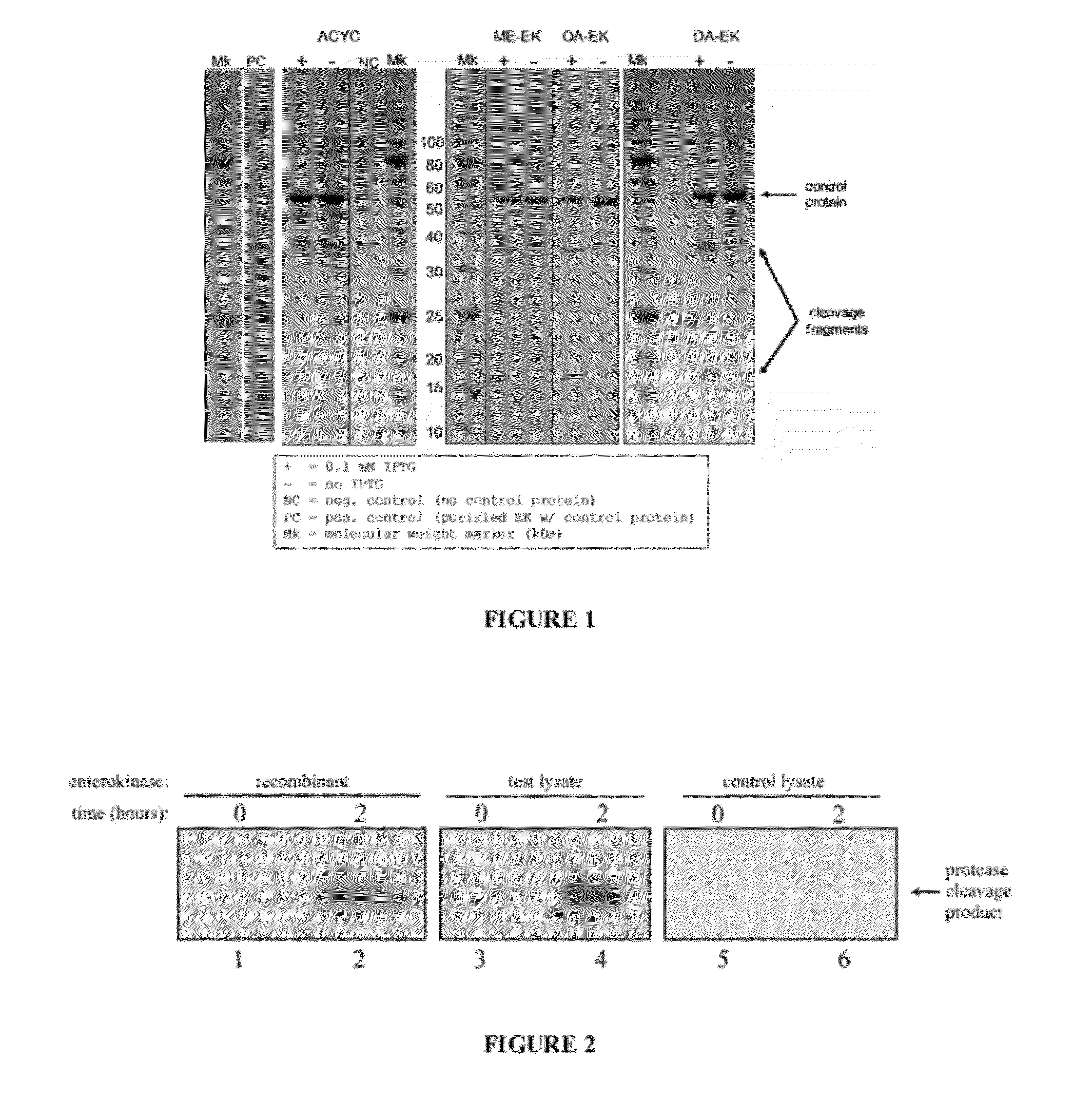Methods for control of flux in metabolic pathways through protease manipulation