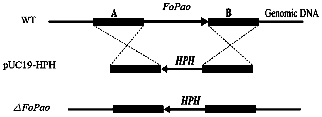 Application of gene FoPao in regulation and control of pathogenicity of banana fusarium wilt