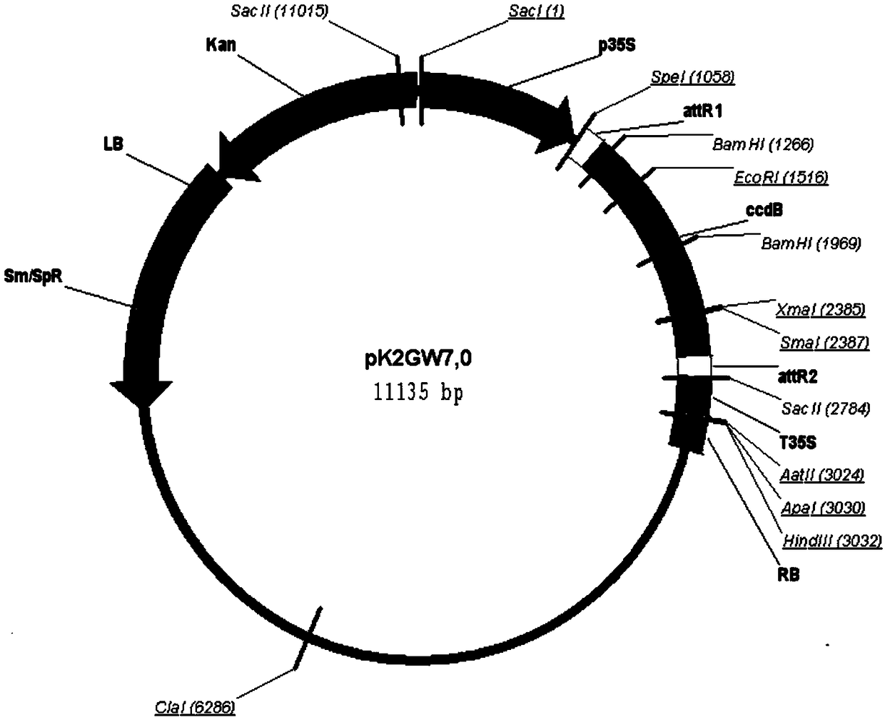 NAC membrane-bound transcription factor gene gmntl1 in soybean Williams 82 and its application