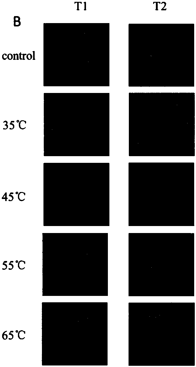 A kind of sea cucumber low-temperature heating tenderization method