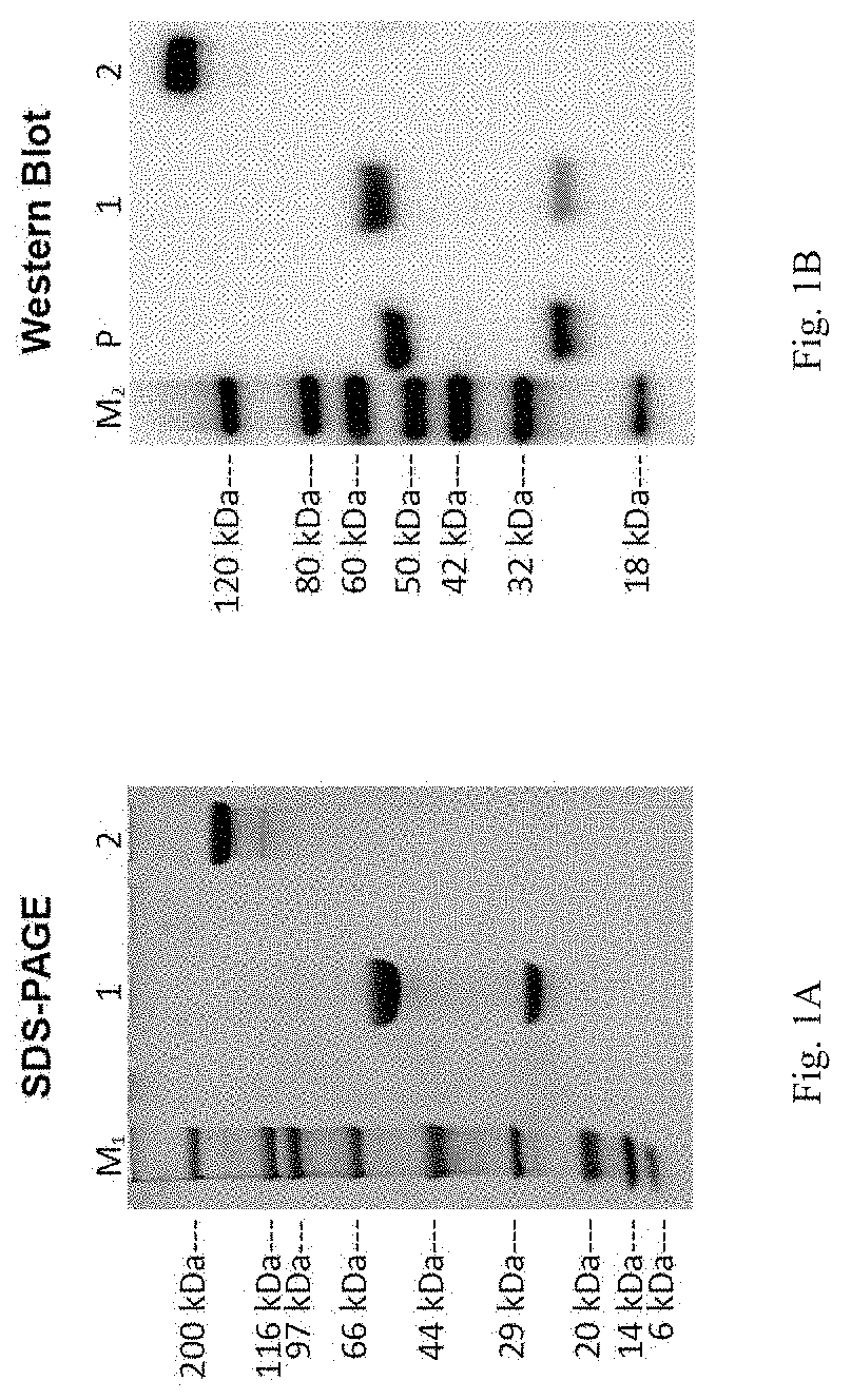 Fusion constructs and uses thereof