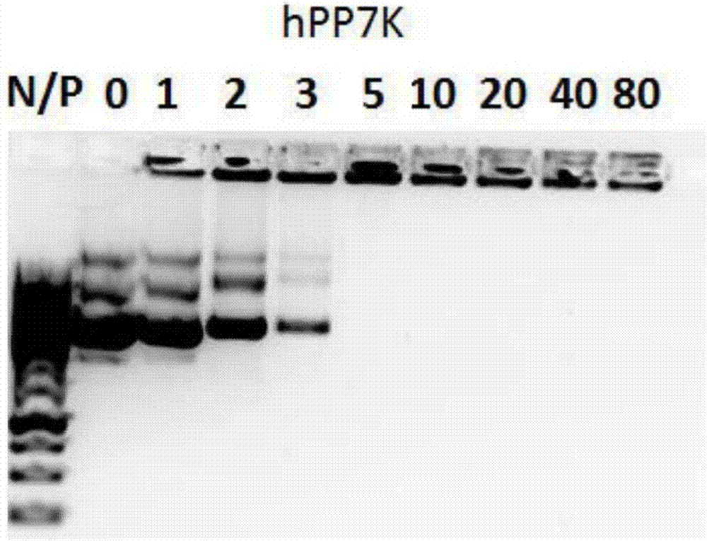 Dendritic human cell-penetrating peptide hPP7K and production method thereof, and hPP7K mediated plasmid DNA transfection method
