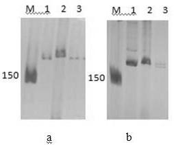 A method for identifying the authenticity and purity of pepper male sterile three-line hybrids based on indel molecular markers