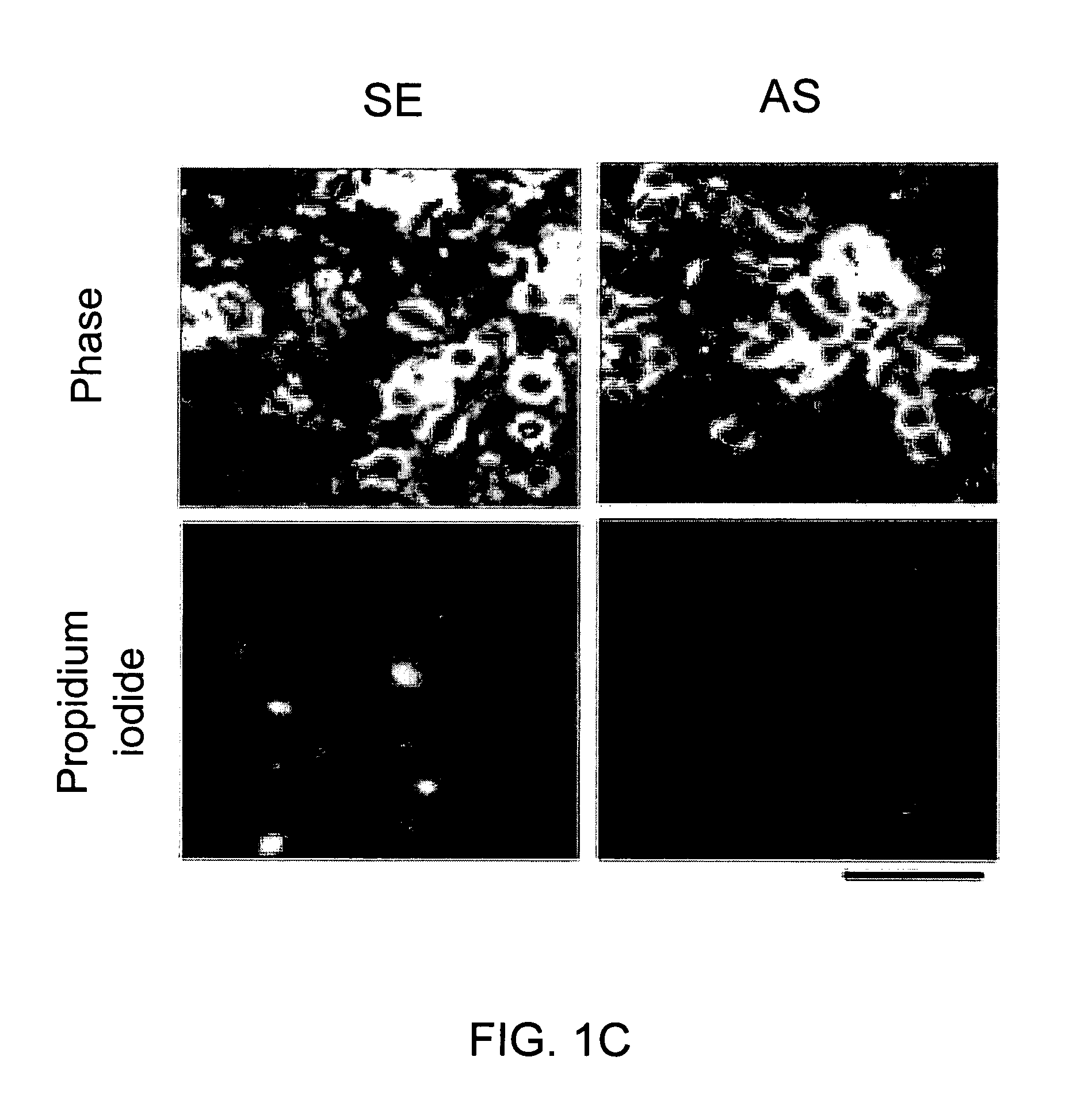 Method of screening peptides useful in treating traumatic injury to the brain or spinal cord