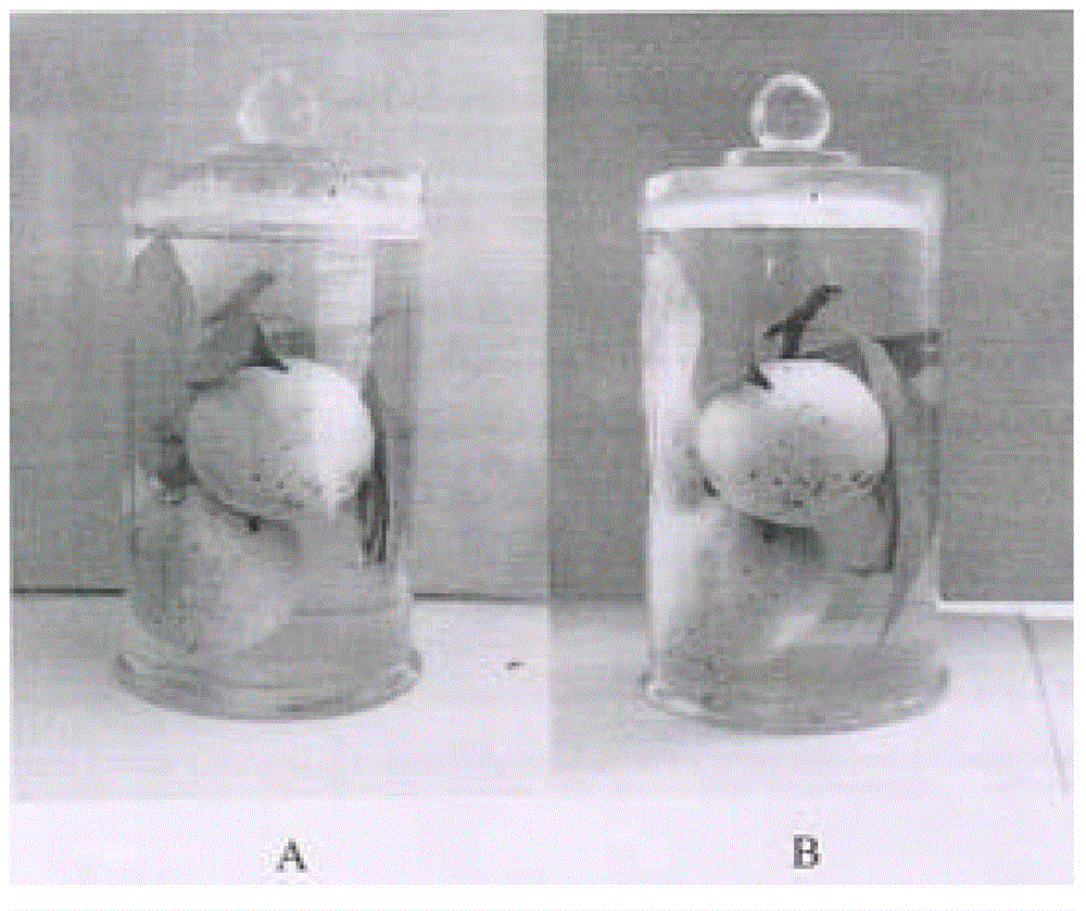 Method for preparing tropical plant preserving humid preparation