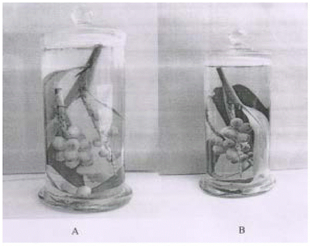 Method for preparing tropical plant preserving humid preparation