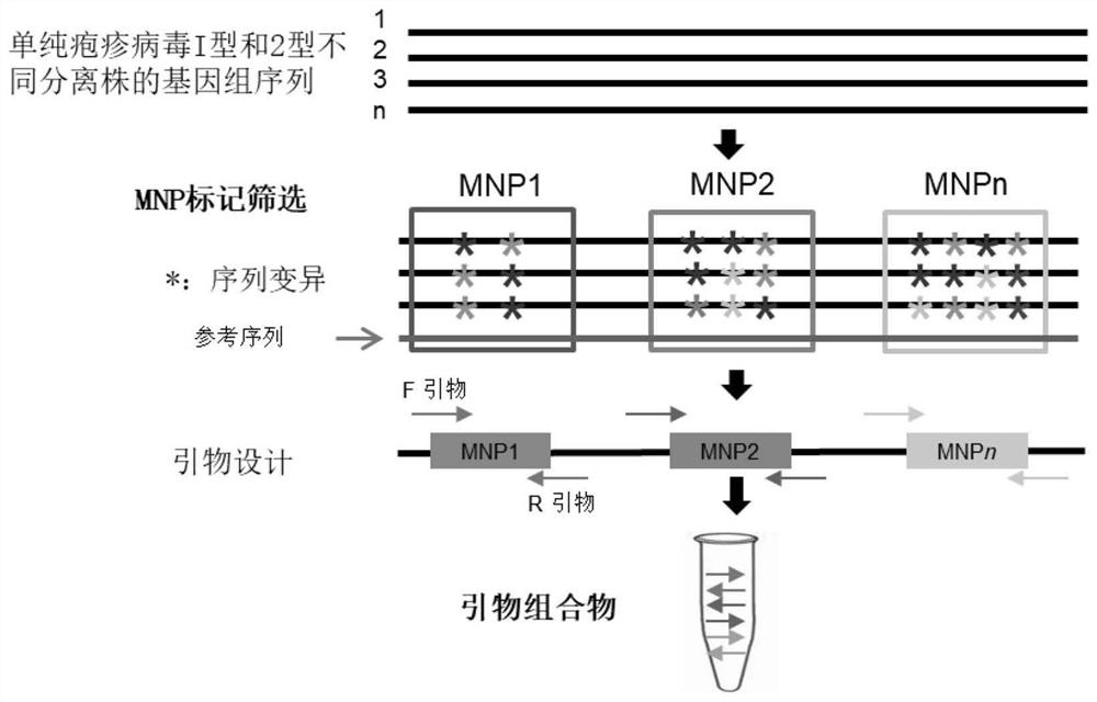 MNP marker site of herpes simplex virus, primer composition, kit and application of MNP marker site