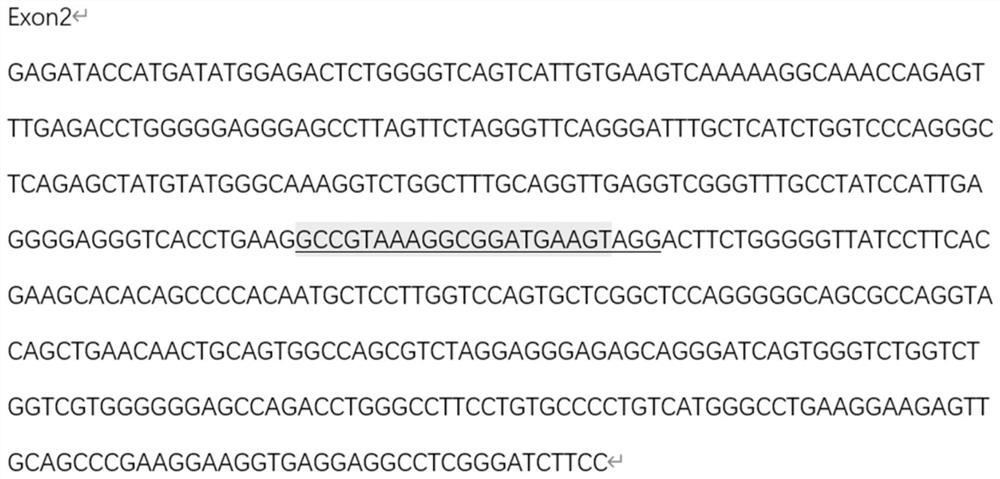 GRNA of WAS gene and application of gRNA