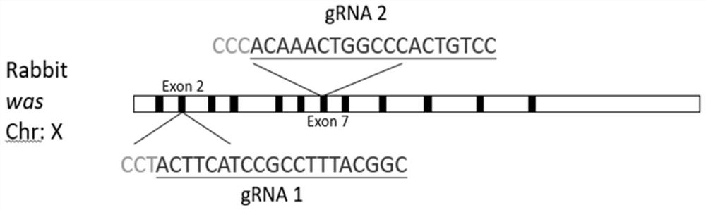 GRNA of WAS gene and application of gRNA