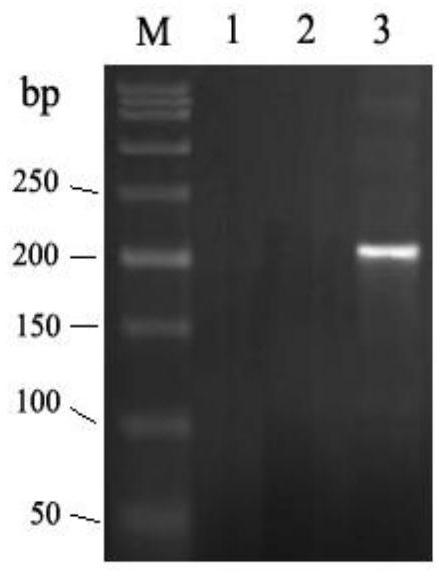 RhD-T163P mutant and detection thereof