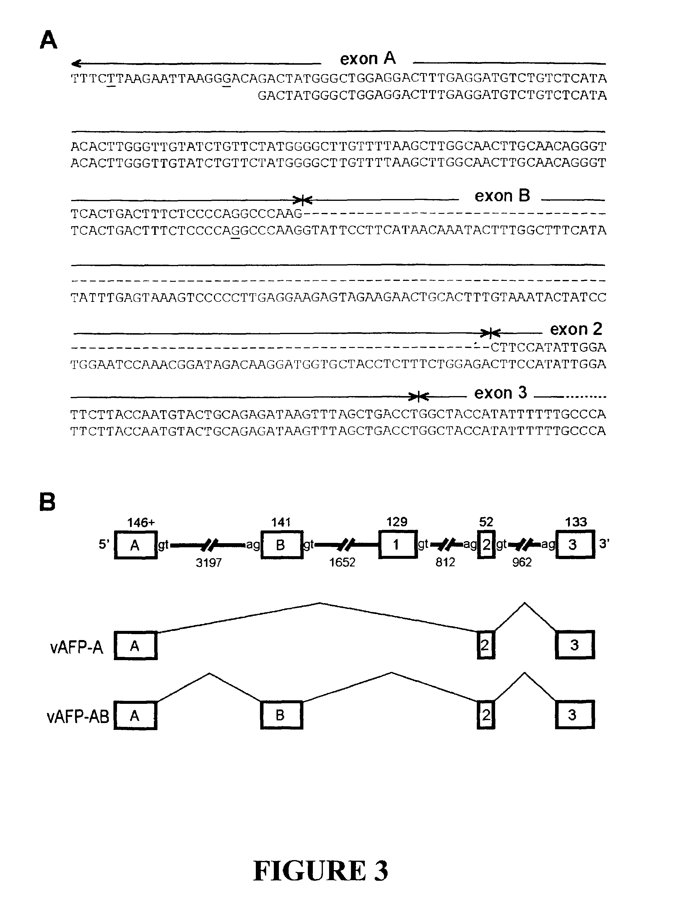 Variants of alpha-fetoprotein coding and expression sequences