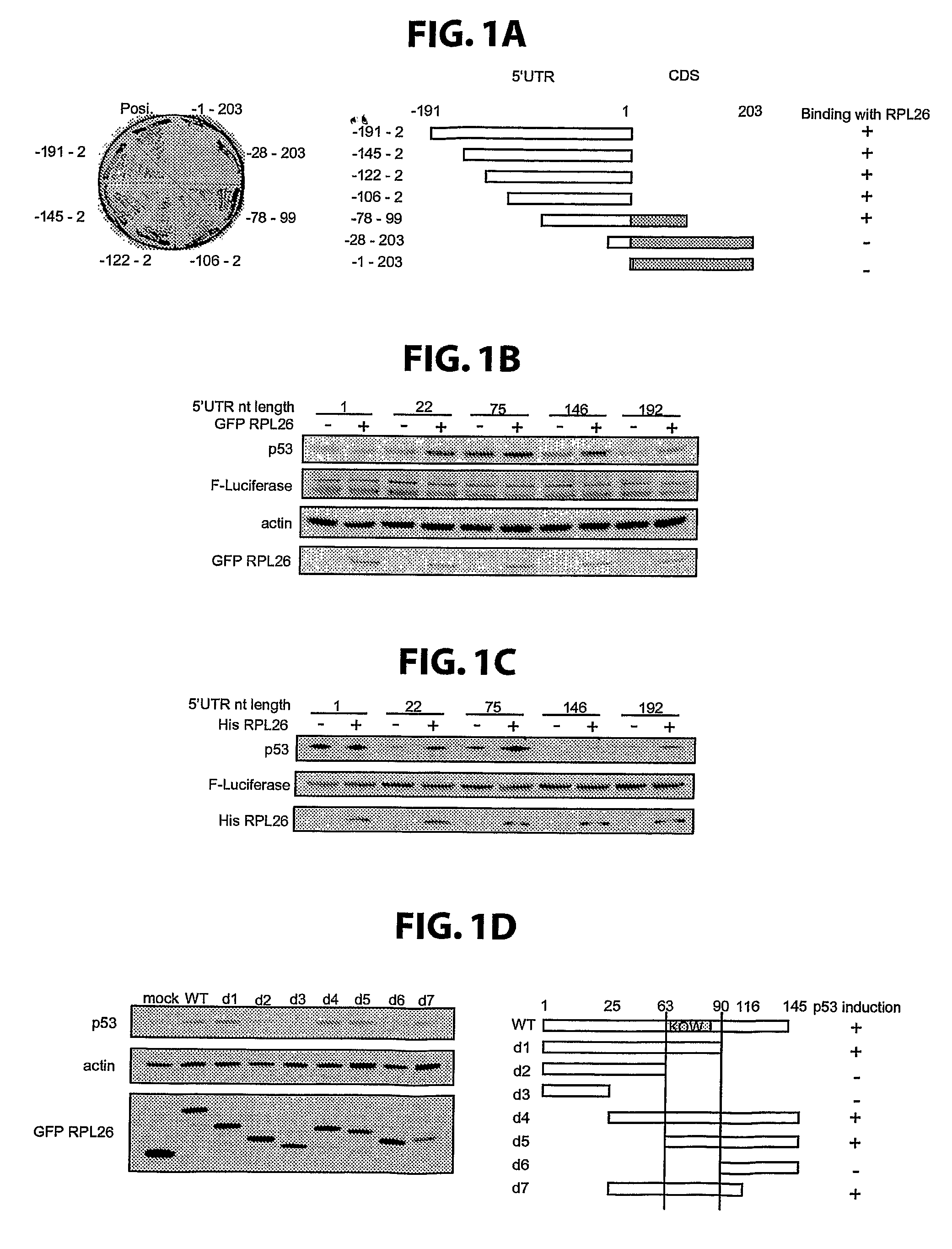 METHODS FOR REGULATION OF p53 TRANSLATION AND FUNCTION