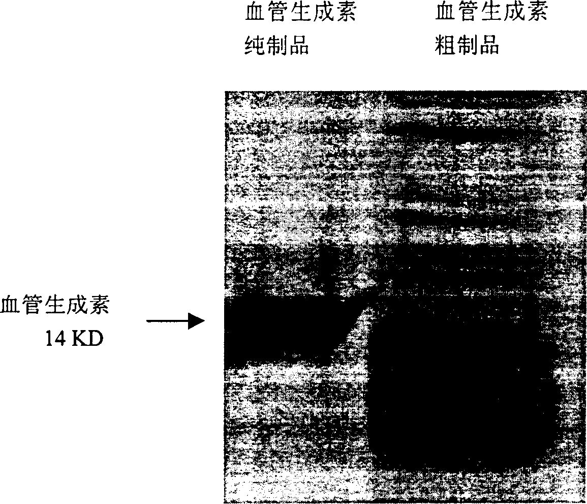 Peparation of human recombined blood-vessel generation element and skin whitening product