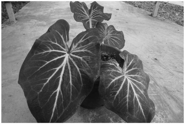Tissue culture and rapid propagation method of caladium bicolor suitable for industrialized production