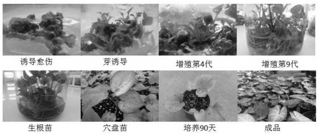 Tissue culture and rapid propagation method of caladium bicolor suitable for industrialized production