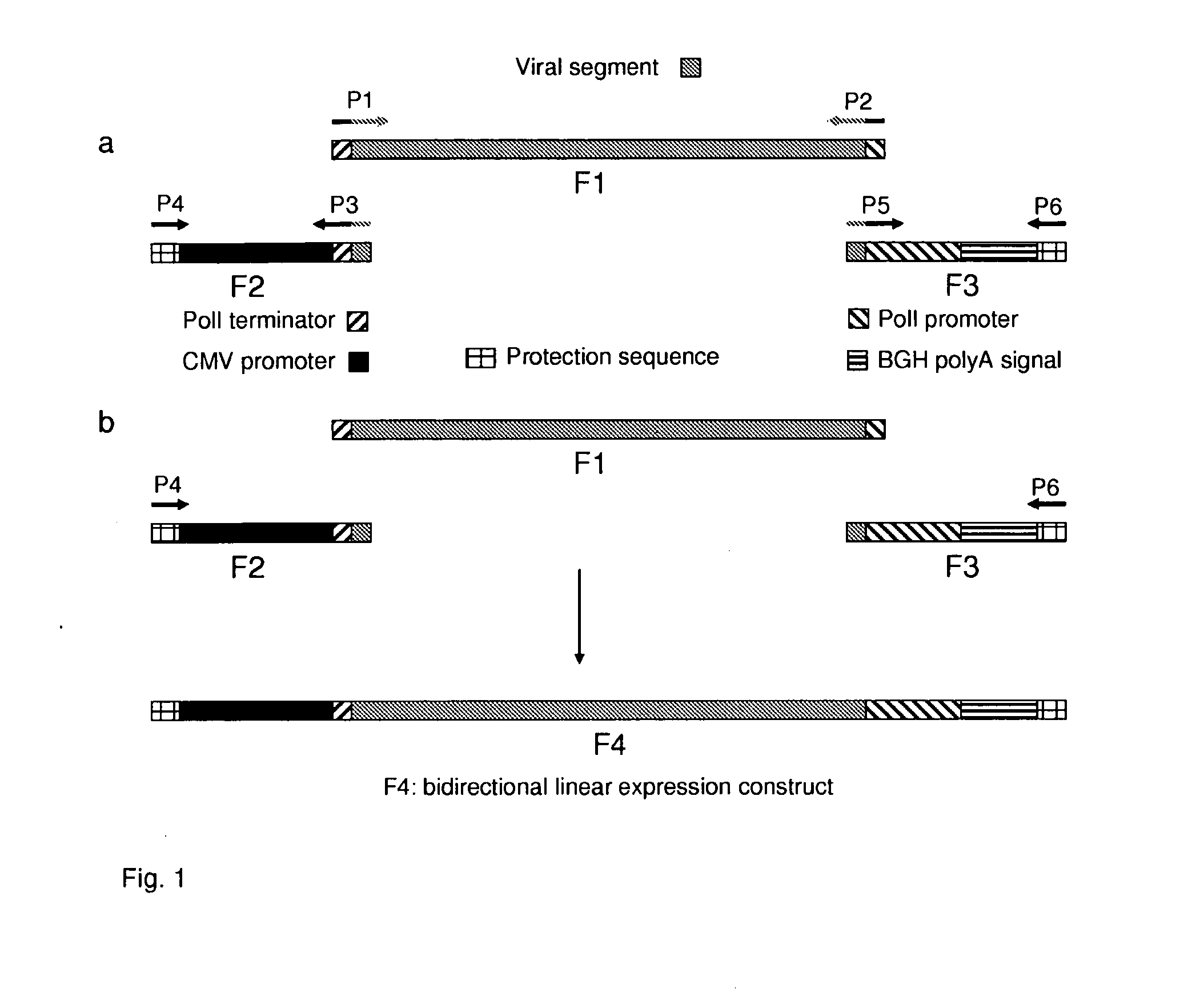 Linear expression constructs for production of influenza virus particles