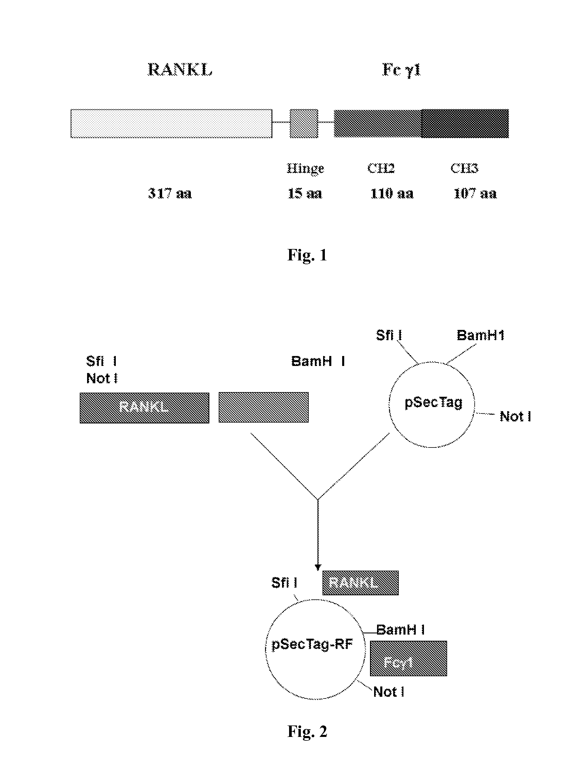 Fusion Protein Inhibiting Osteoclast Formation, Preparation Method and Medicine Compositions Thereof