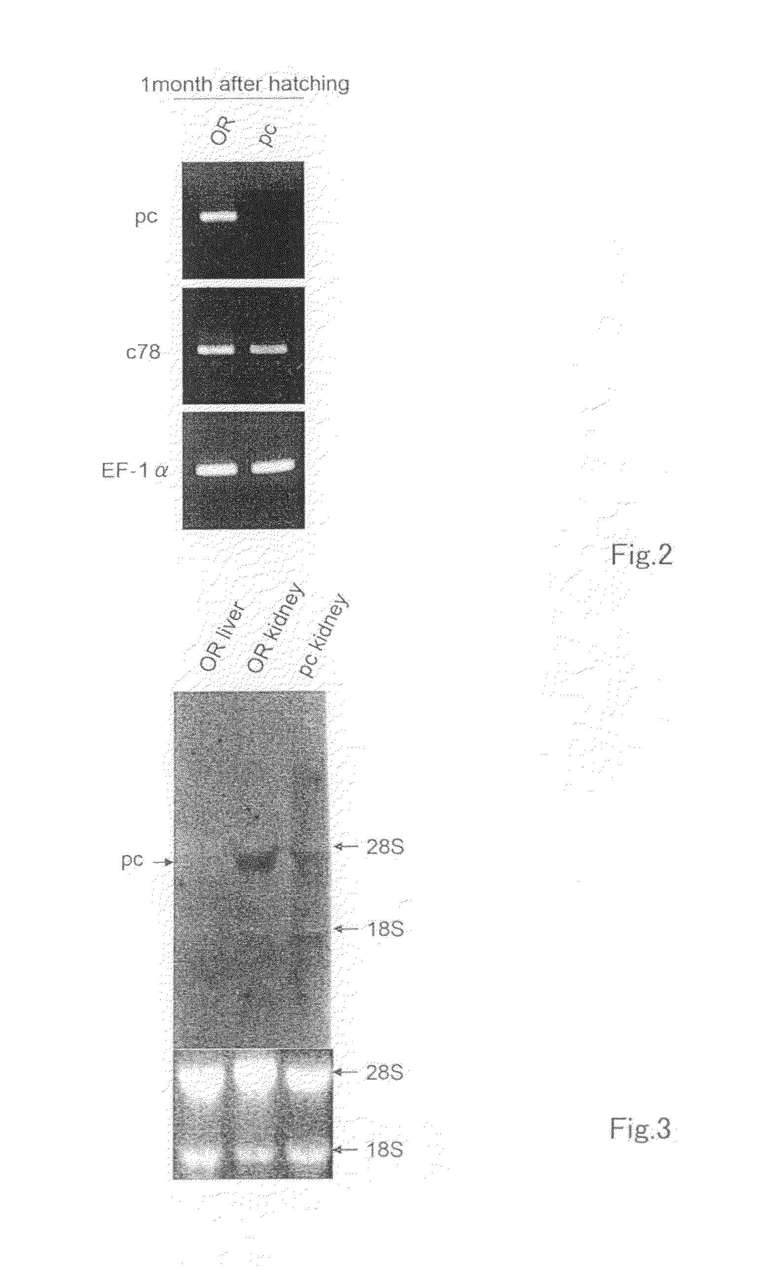 Polycystic kidney disease-related gene and use thereof
