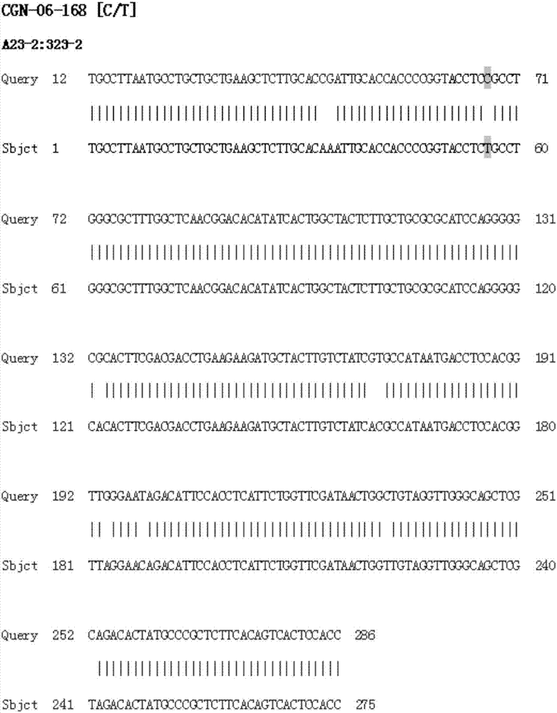 Molecular marker related to grain yard seed number character and detection primer and application thereof