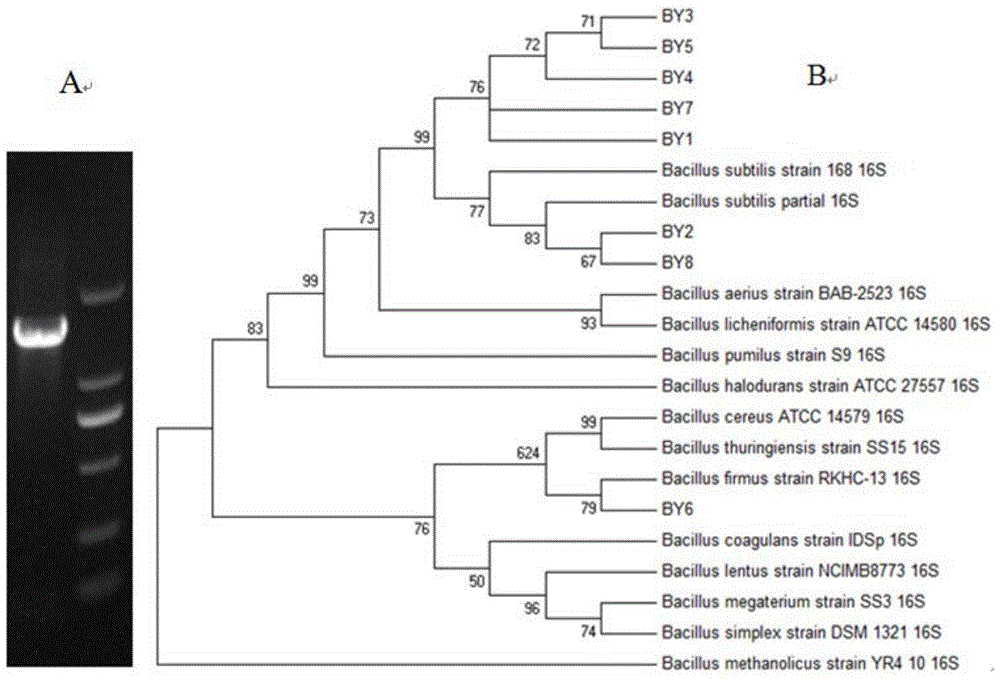 Bacillus subtilis BY7 and application thereof in degrading residual feeds and ammonia nitrogen