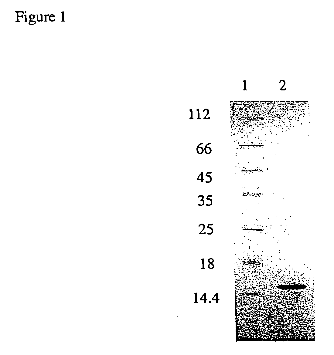 Recombinant protein comprising starch binding domain and use thereof