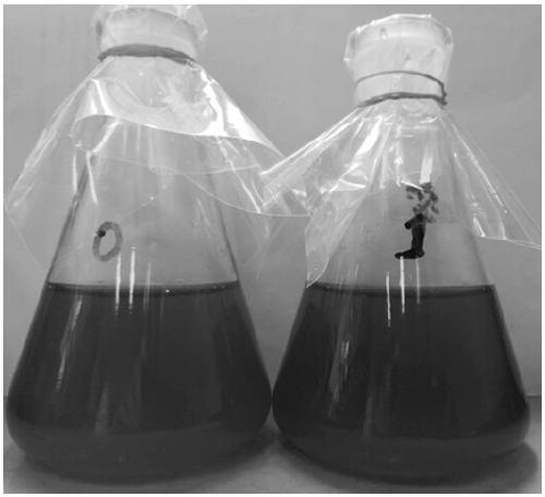 Magnetic chitosan attapulgite algae removal flocculant and preparation method thereof