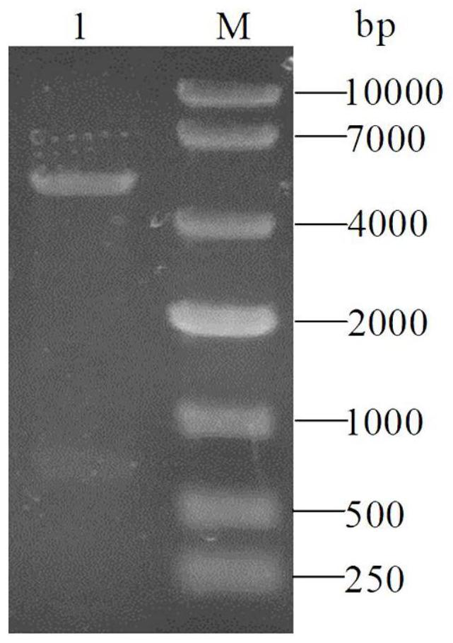 Method for large-scale production of CMP-sialic acid through coupled fermentation of genetically engineered bacteria and yeast