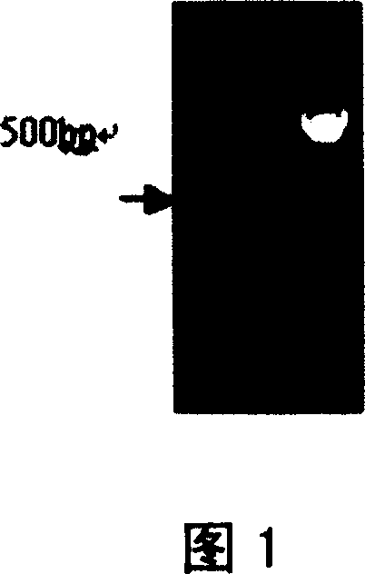 Functional peptide of milk agglutinin separated from MCF-7 and method for preparing same