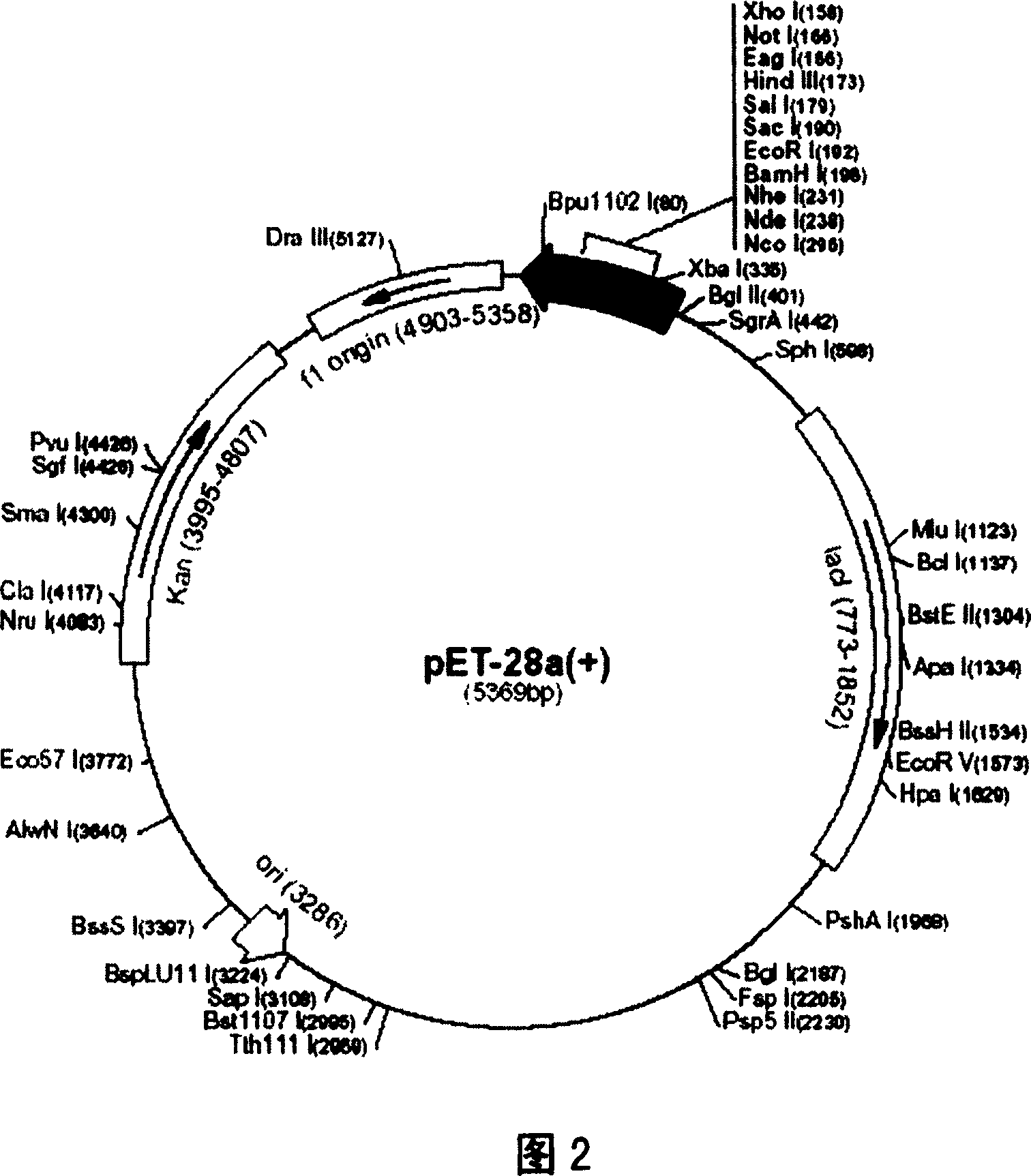 Functional peptide of milk agglutinin separated from MCF-7 and method for preparing same