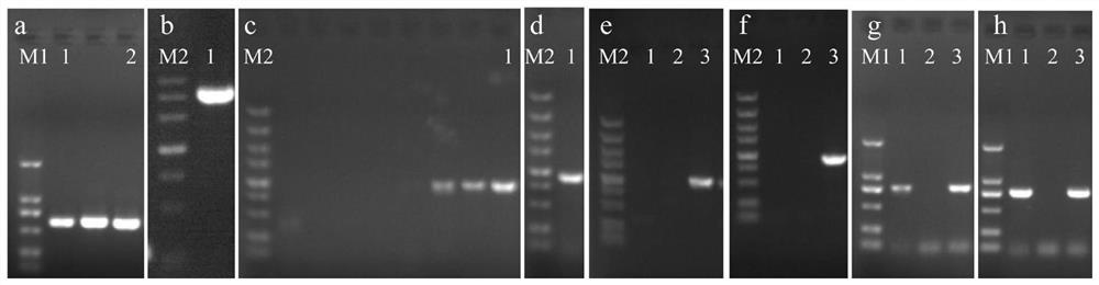 Method for evaluating bacterial conjugational transfer efficiency based on quantitative PCR (Polymerase Chain Reaction) technology