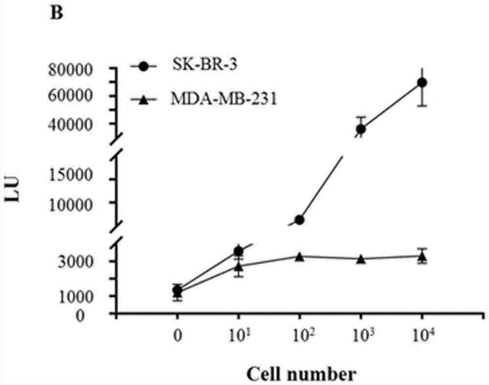 Plasmid for detecting and screening circulating tumor cells and detecting and screening method using same