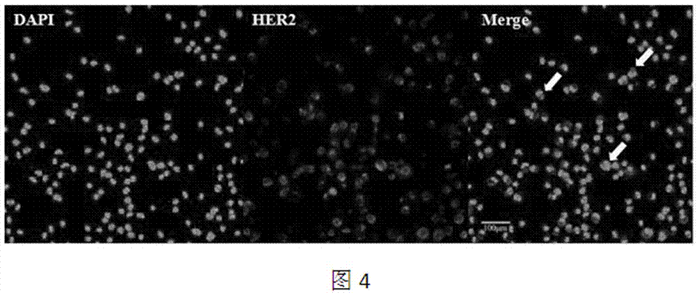 Plasmid for detecting and screening circulating tumor cells and detecting and screening method using same