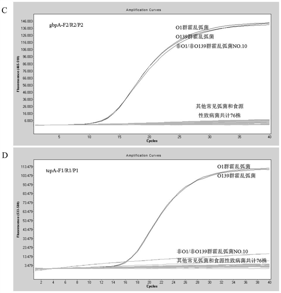 A kit and detection method for absolute quantitative detection of total Vibrio cholerae and pathogenic Vibrio cholerae