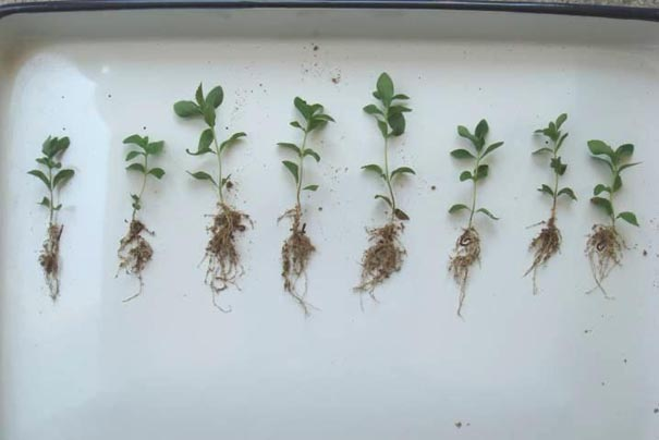 Cuttage method of stevia rebaudiana rootless tissue culture seedling