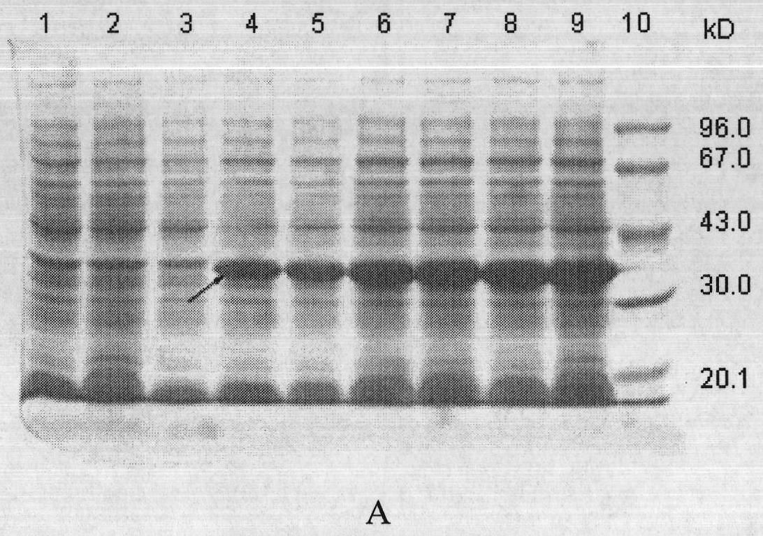 Methicillin-resistant staphylococcus aureus (MRSA) recombinant multivalent subunit genetic engineering vaccine and method for preparing same