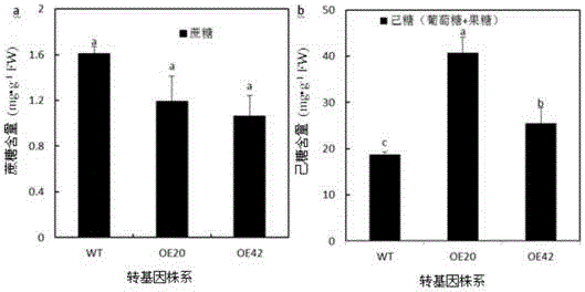 Pear hexose transport protein gene PbHT1 and application thereof