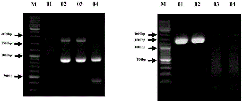 Recombinant mortierella alpina strain for heterologous expression of MpFADS6 gene, construction method of recombinant mortierella alpina strain and application of recombinant mortierella alpina strain in production of EPA