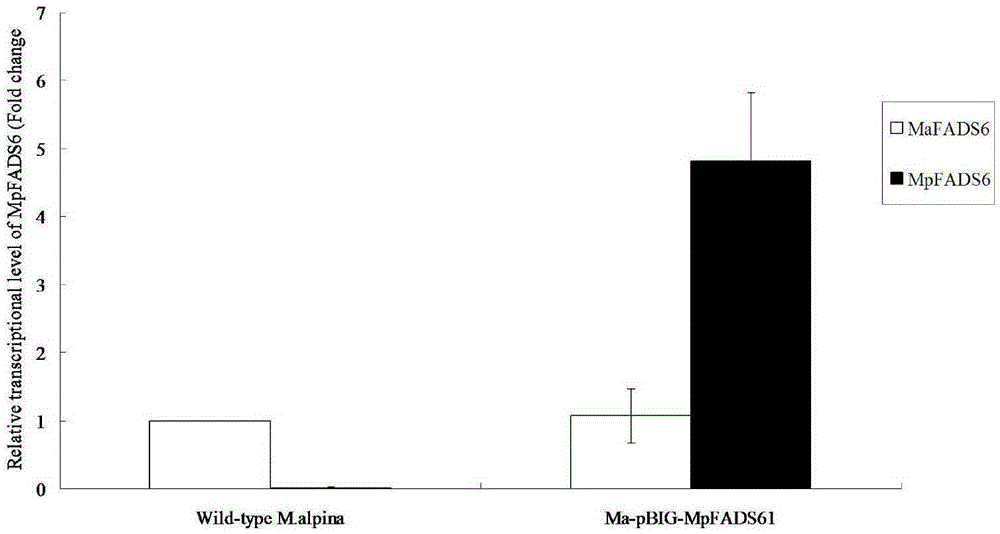 Recombinant mortierella alpina strain for heterologous expression of MpFADS6 gene, construction method of recombinant mortierella alpina strain and application of recombinant mortierella alpina strain in production of EPA
