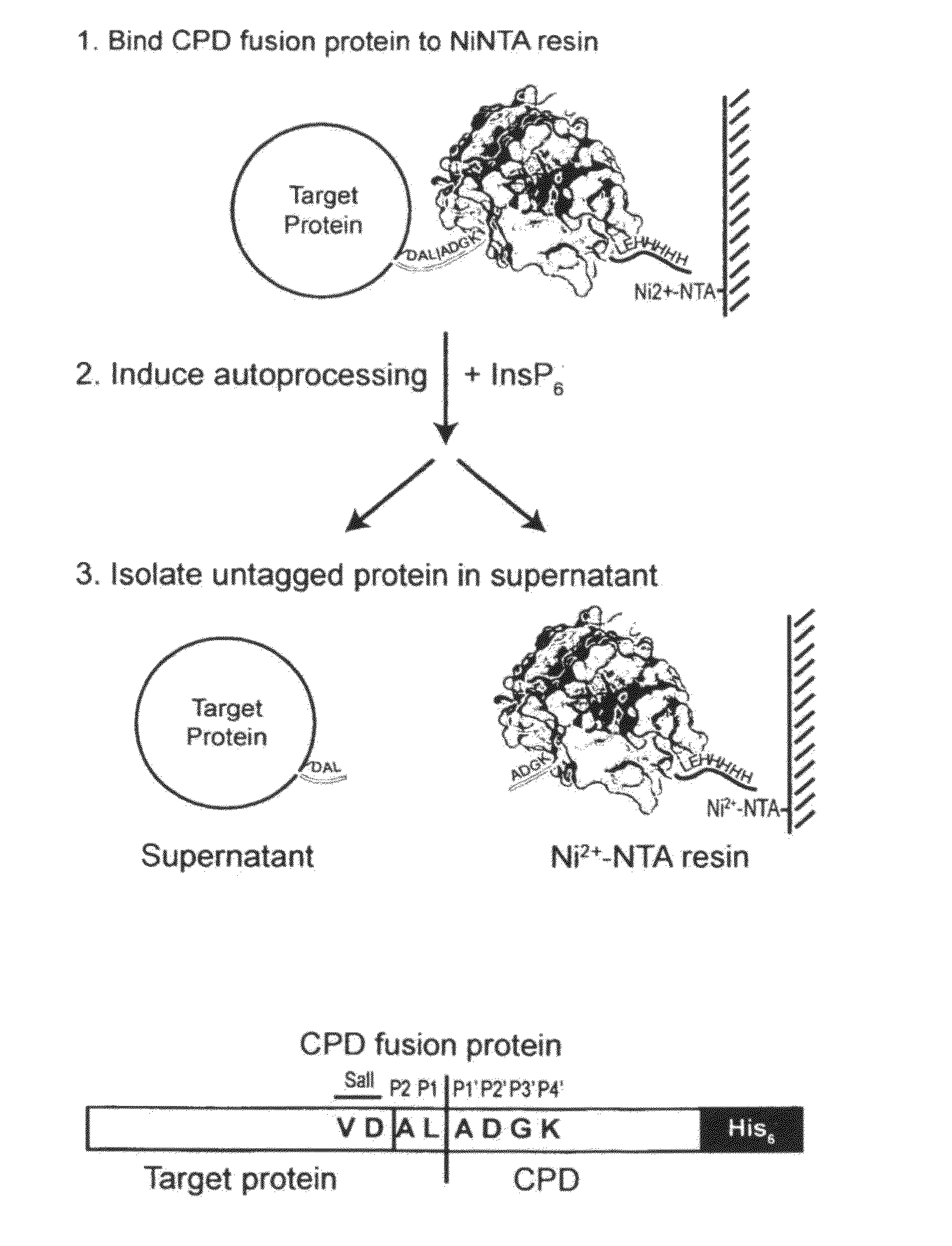 Inducible self-cleaving protease tag and method of purifying recombinant proteins using the same