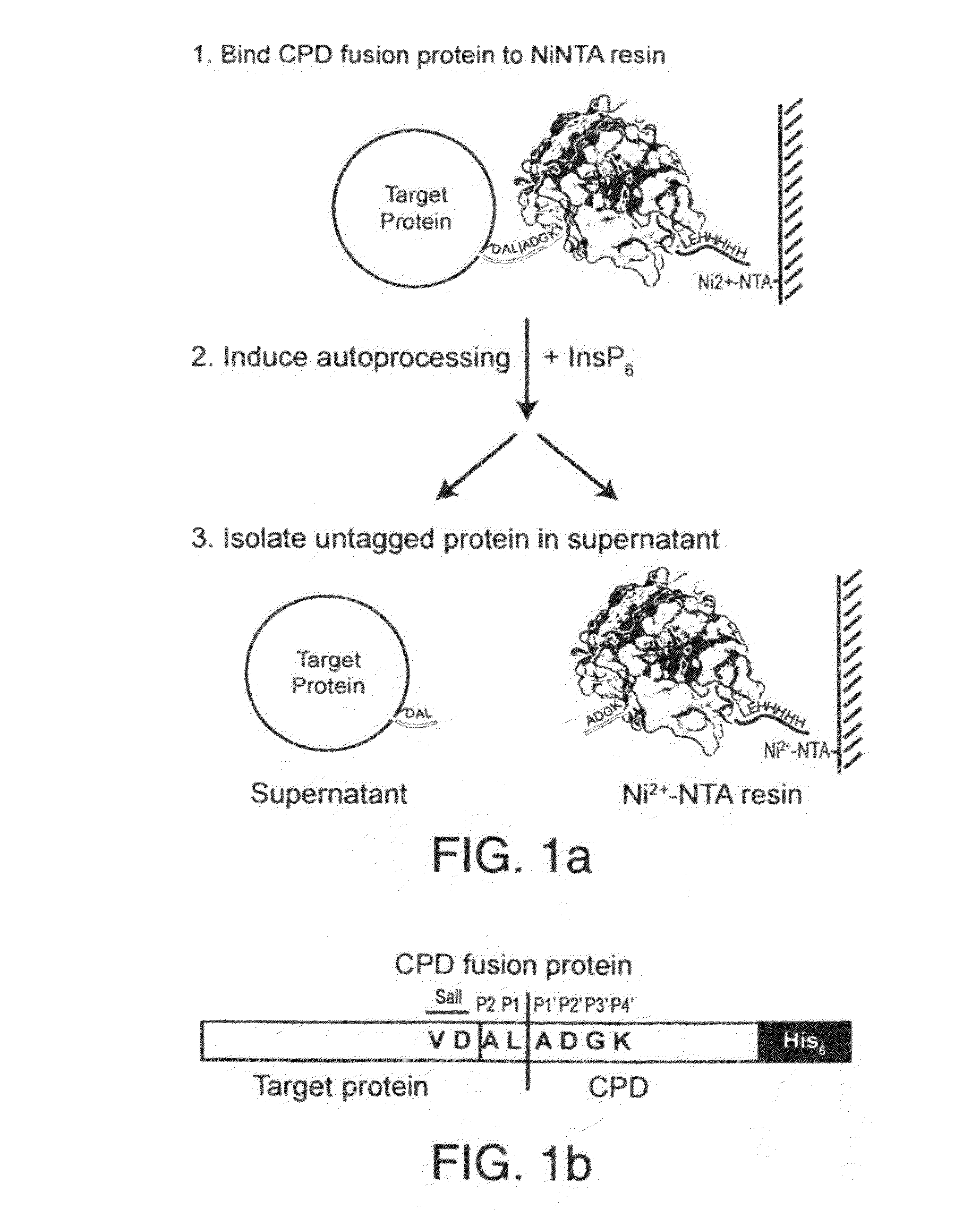 Inducible self-cleaving protease tag and method of purifying recombinant proteins using the same